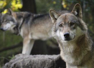 Nõukogu kiitis hundi kaitsestaatuse muutmise heaks