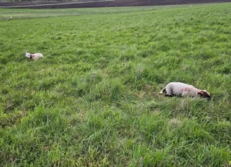 Tartumaal tegid hundid kevade kohta harukordselt suure murdmise