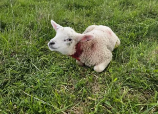 Tartu külje all murti pea 50 lammast