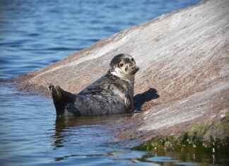 Eesti tahab koos Soome ja Rootsiga luba EL-is hülgetooteid müüa