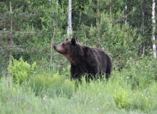 Tallinnas Nõmmel liikus hommikul karu, aktiivsed otsingud lõpetati