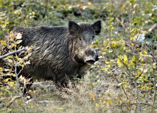 Infopäev SAK-i olukorrast ja valmisolekust