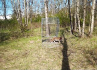 Metsik ilves käis loomaaia territooriumil linnujahil