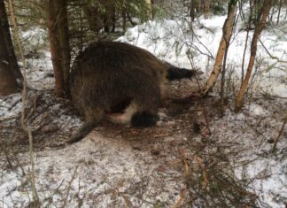 KUTSE INFOPÄEVALE: Sigade Aafrika katk – teadlikult valmis!