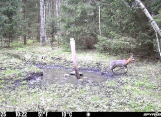 Piltuudis: Karvavahetus juba käib