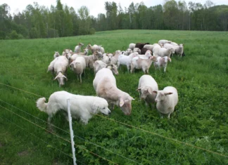 Keskkonnaamet hüvitab kiskjakahjud ja ennetustööde kulutused