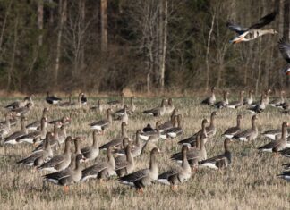 Keskkonnaamet täiendas hanejahi korraldust