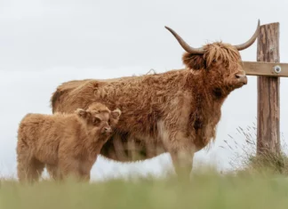 Soomaa loomakasvatajad pöördusid hundimurega keskkonnaministri poole