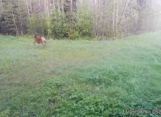 Hunt jälitas Võnnus punahirve