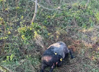 Hundid murdsid Pärnumaal kuraditosina lammast