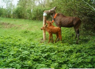 Kevadsuvisel perioodil ei tohiks metsloomi häirida