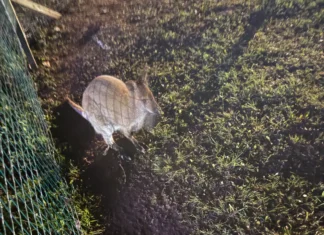 Mati Kaal: ilmselt saab põgenenud känguru meie kliimas ilusti hakkama