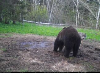 Rajakaamera tabas karu ja hundi pineva pilguvahetuse