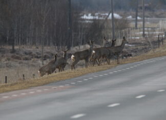 Ettevaatust liikluses – kevad toob metsloomad teele