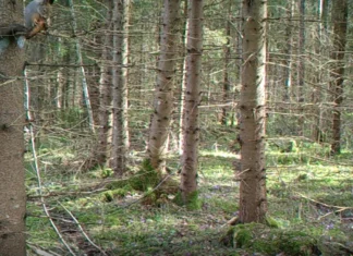 Viljandimaa rajakaamera tabas käbikuninga maiustamas