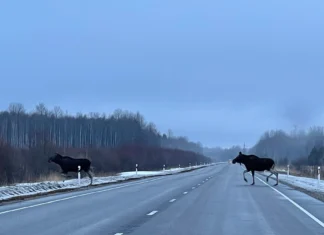 Kaardilt leiab ulukiõnnetuste statistika