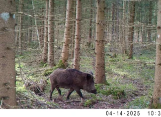 VIDEO: Emis näitas oma vastsündinud põrsaid