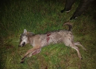 Tartumaal said jahimehed kätte lambaid murdnud hundi