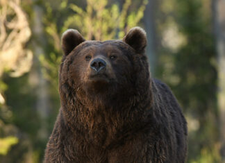 Karude arv ületas kriitilise piiri! On oht, et kiskjad kolivad metsade vahelt asulatesse