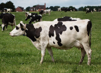 Ekspressi podcast uuris kuidas suu- ja sõrataudiks valmis ollakse