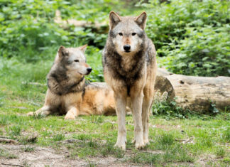 Saaremaa jahimehed hakkavad küttima kahte ohtlikku hunti