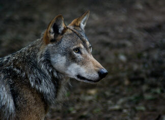 Soome hundipopulatsioon kasvas aastaga järsult