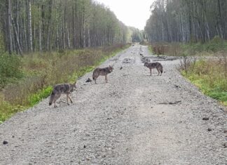 Hundid hirmutasid Harjumaal Muuksis asuvat talu