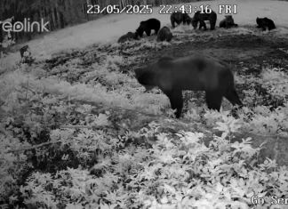 Koerus kogunes ühe päevaga lagendikule kaheksa karu