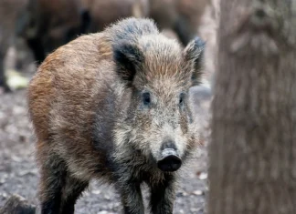 Sigade Aafrika katk jätkab levikut