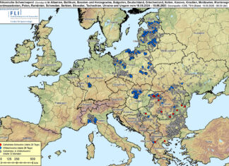 Võrumaal tuvastati avariis surnud metsseal seakatk