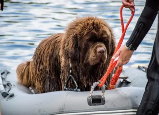 Selgunud on jahikoerte päeva ajakava