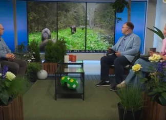 Jahimees jagas “Terevisioonis” teadmisi metssigade eluviisi kohta