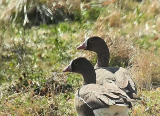 Kinnitati väike-laukhane kaitse tegevuskava