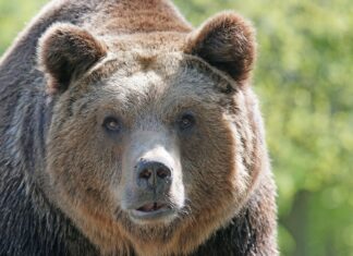 Vaata dokkfilmi karudest