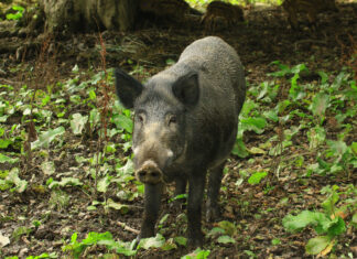 Sigade küttimine tõuseb jõudsalt