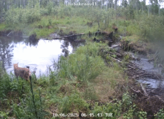 VIDEO: Kobras põgenes ilvese eest vette