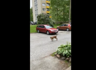 Segaduses ilves eksles Pelgulinna elamurajoonis