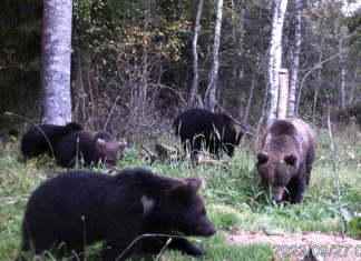 Karude küttimismahu määramisel lähtutakse karude põhjustatud kahjukolletest