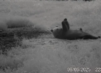 VIDEO: Harjutusi tegev karu