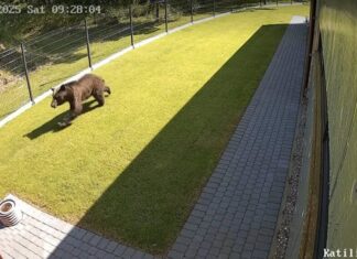 Vilniuses eksleb ringi karu – jahimehed kutsuvad ametkondi kiirele tegutsemisele