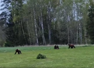 Karujaht võib alata! Tallinna Halduskohus tühistas esialgse õiguskaitse karujahi vaidluses