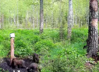 Tammistu metsades jäädvustas kaamerasilm karupere!