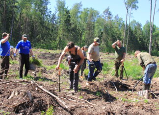 RMK jagab nädala lõpus tasuta kuuseistikuid Iisaku taimlas