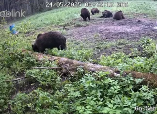 Jahimees: Kui istud õhtul maisipõllu ääres, siis paari tunniga näed kaheksat karu