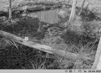 Lätis püüti kinni esimene pesukaru