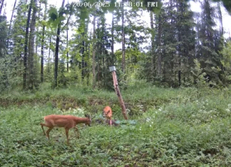 VIDEO: Pärnumaal märgati mänguhoos metskitsi