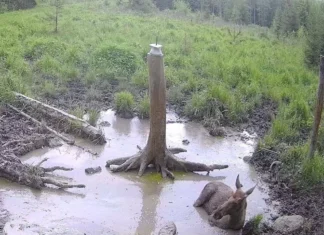 Põder naudib Kohtla-Nõmmel mudavanni