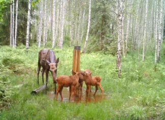 Rajakaamera tabas Värskas põdraema koos kolme vasikaga