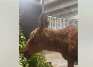 Päite loomapargi neljajalgne sekretär suundub Slovakkiasse sugu jätkama