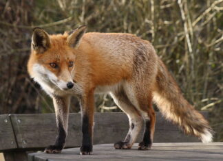 Tartu linn ja Tartu Jahindusklubi teevad koostööd linna sattunud metsloomade osas